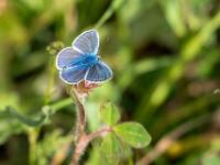 Bläuling auf kleinem Blatt